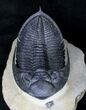 Large Zlichovaspis Rugosa Trilobite - Great Prep #19223-1
